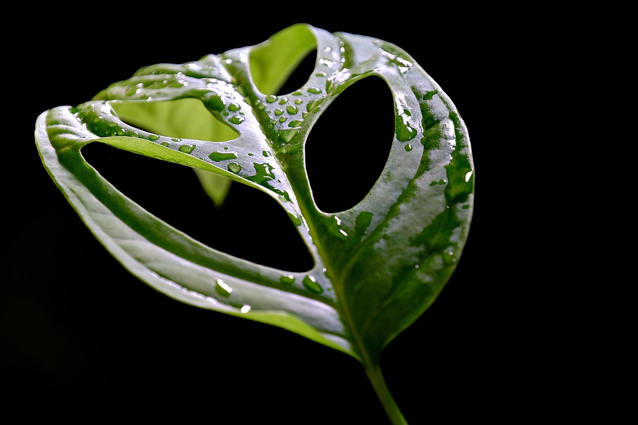 monstera  leaf  green  nature  black background  dark  black background  black background  black background  black background  black background