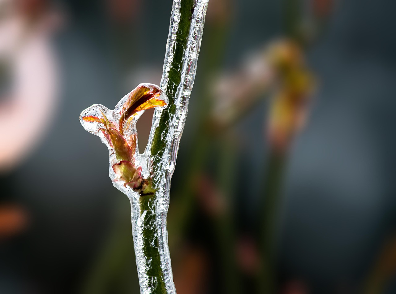 rose stem frost winter rose branch frozen nature rose stem frost winter winter winter winter winter