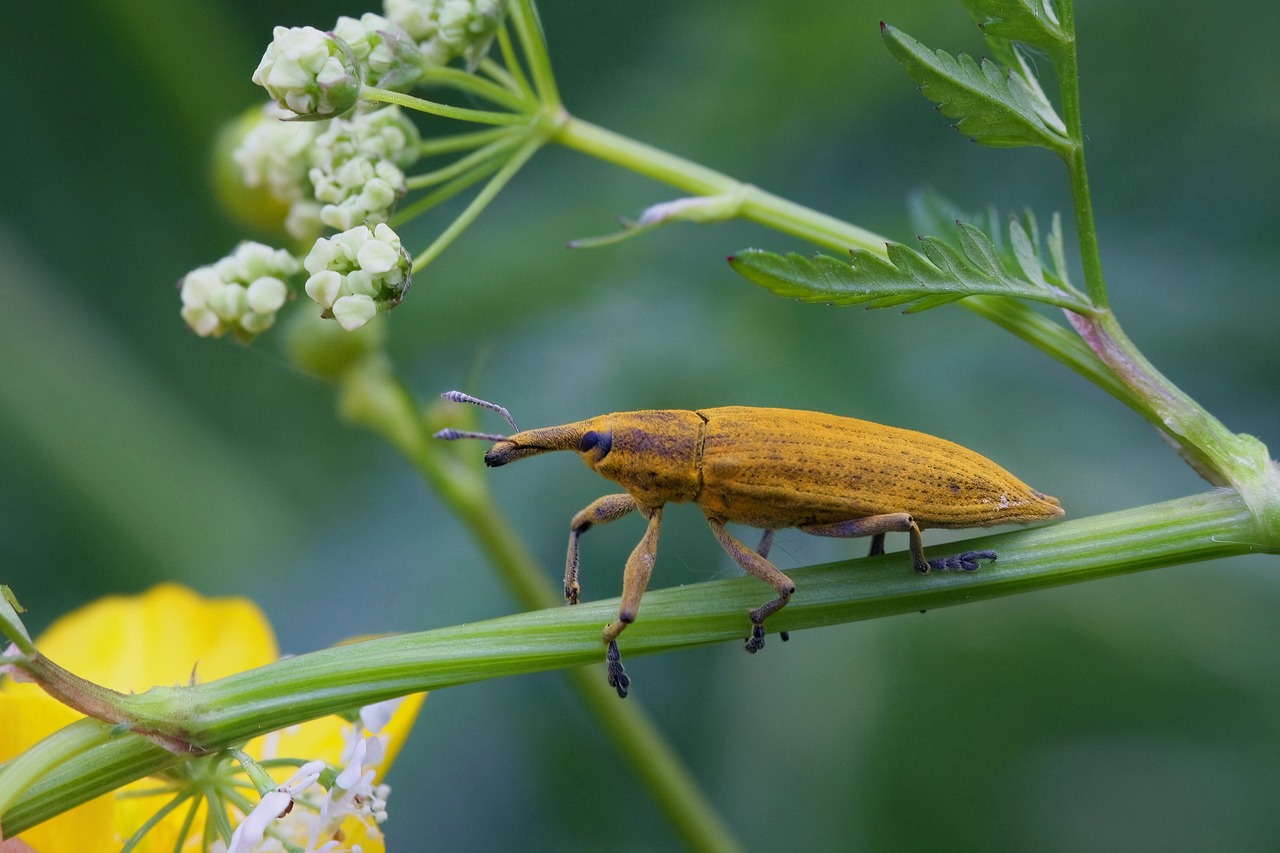 weevil insect stem beetle nature flower background flower flower wallpaper plant beautiful flowers closeup