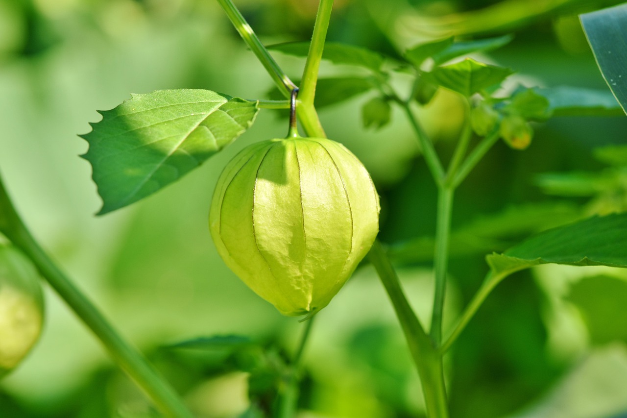 cape gooseberry fruit plant physalis groundcherry nightshade green fruit leaves stem bush organic nature closeup cape gooseberry cape gooseberry cape gooseberry fruit fruit fruit physalis physalis leaves stem stem stem stem stem nature