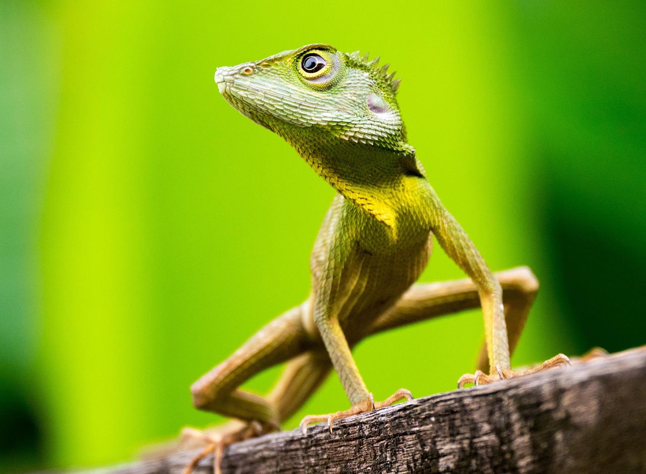 green crested lizard borneo rain forest sepilok borneo borneo borneo borneo borneo