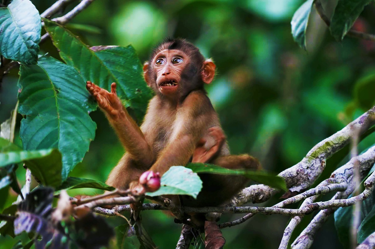 monkey borneo wildlife mammal wild animal nature cute rainforest baby malaysia borneo borneo borneo borneo borneo rainforest