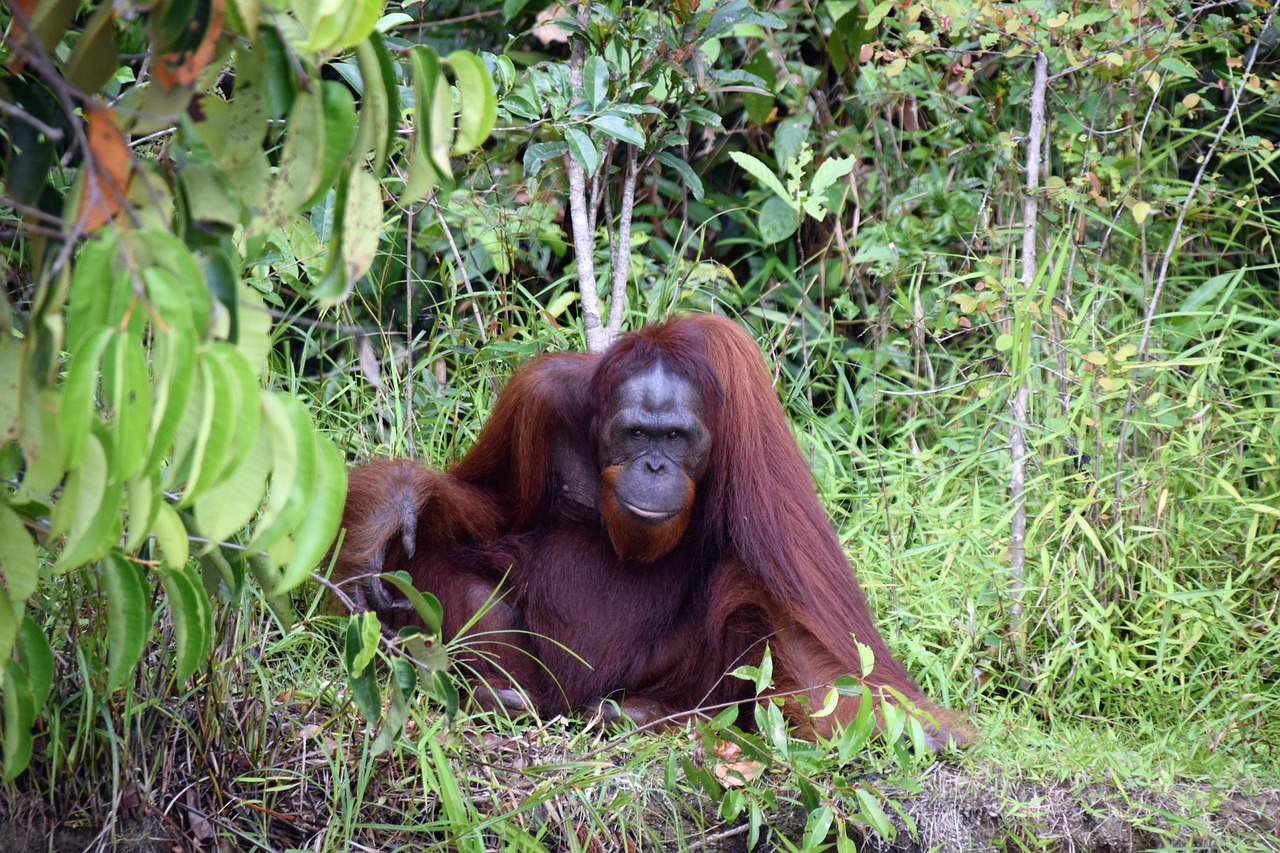 orang utan kalimantan borneo indonesia nature tropical orang utan kalimantan kalimantan borneo borneo borneo borneo borneo