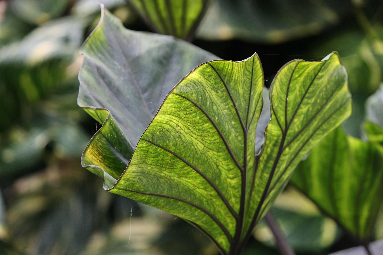 taro  colocasia esculenta  leaf  green  structure  arum plant  water bread root  crop  nature  leaf structure  crop plant  close up