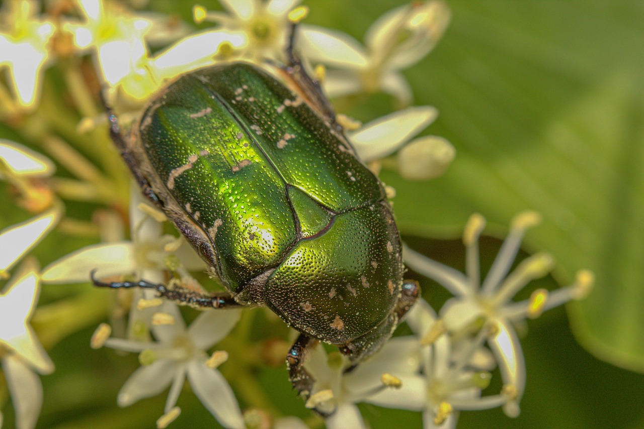 copper chafer  beetle  insect  rose chafer  protaetia cuprea  wildlife  nature  closeup