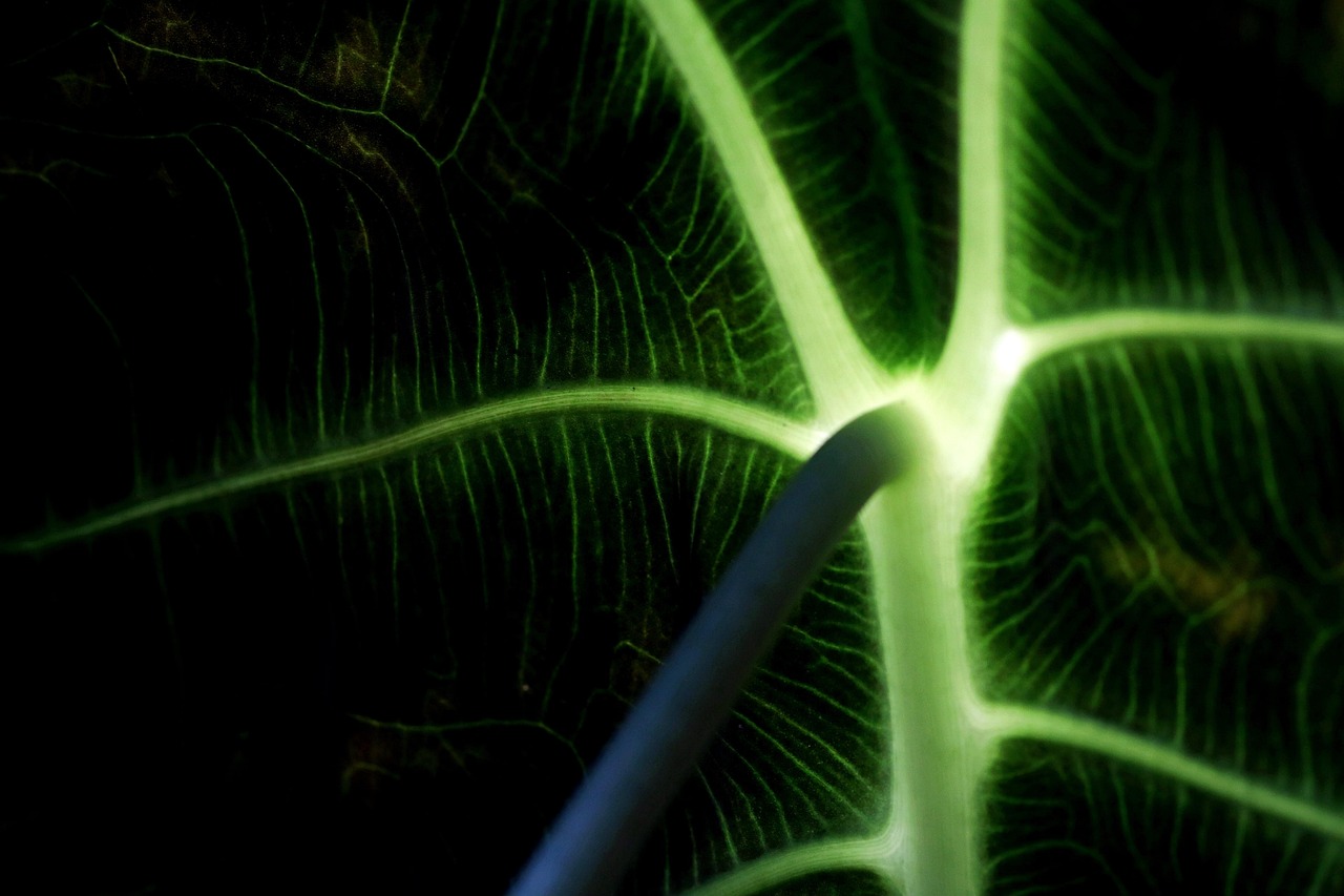 botany alocasia flora nature foliage macro plant alocasia alocasia alocasia alocasia alocasia