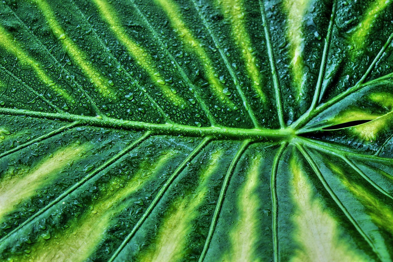 variegated leaf  nature  giant taro  plant  macro  alocasia macrorrhizos