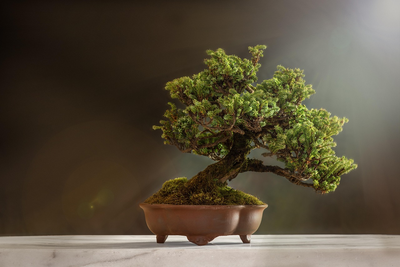 bonsai plant pot tree nature leaves bonsai tree decorative