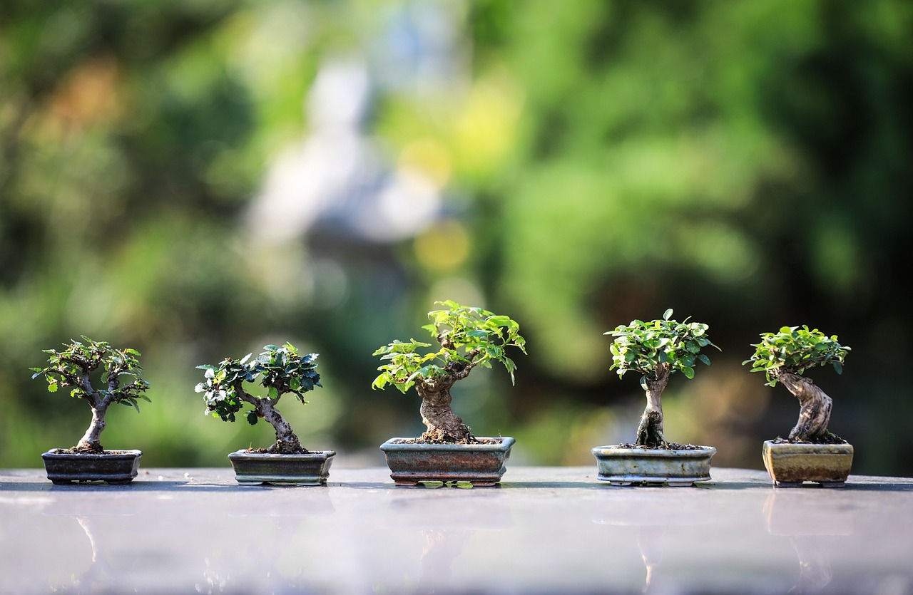 bonsai trees plants ornamental trees gardening wood nature japan zen garden foliage bonsai bonsai bonsai bonsai gardening gardening japan japan japan japan zen zen zen zen zen garden garden