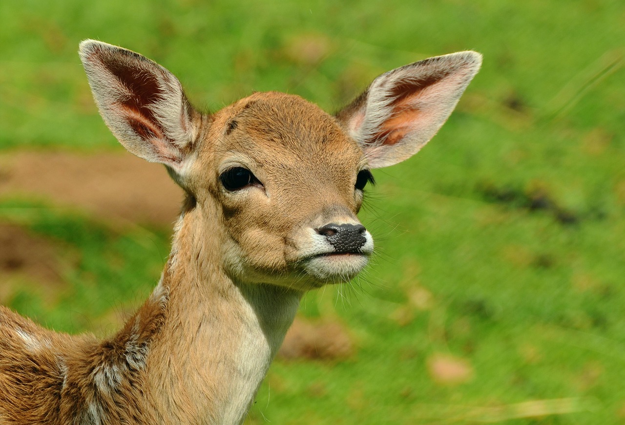 deer fawn young deer wild bambi fallow deer cub forest animal roe deer deer deer deer deer deer
