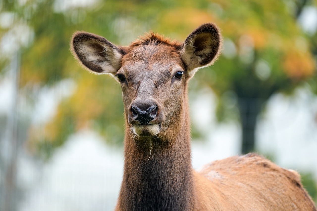 wapiti deer head female deer mammal nature wildlife animal portrait moose female wapiti