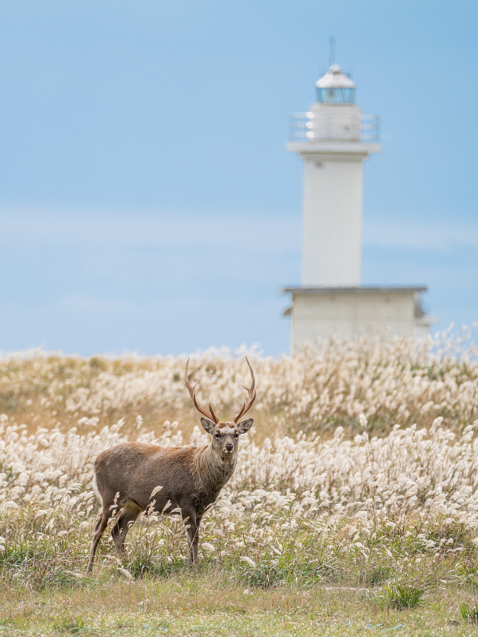 deer hokkaido sika deer sika deer red deer mammal antler wild animal wild lighthouse coast landscape hokkaido japan
