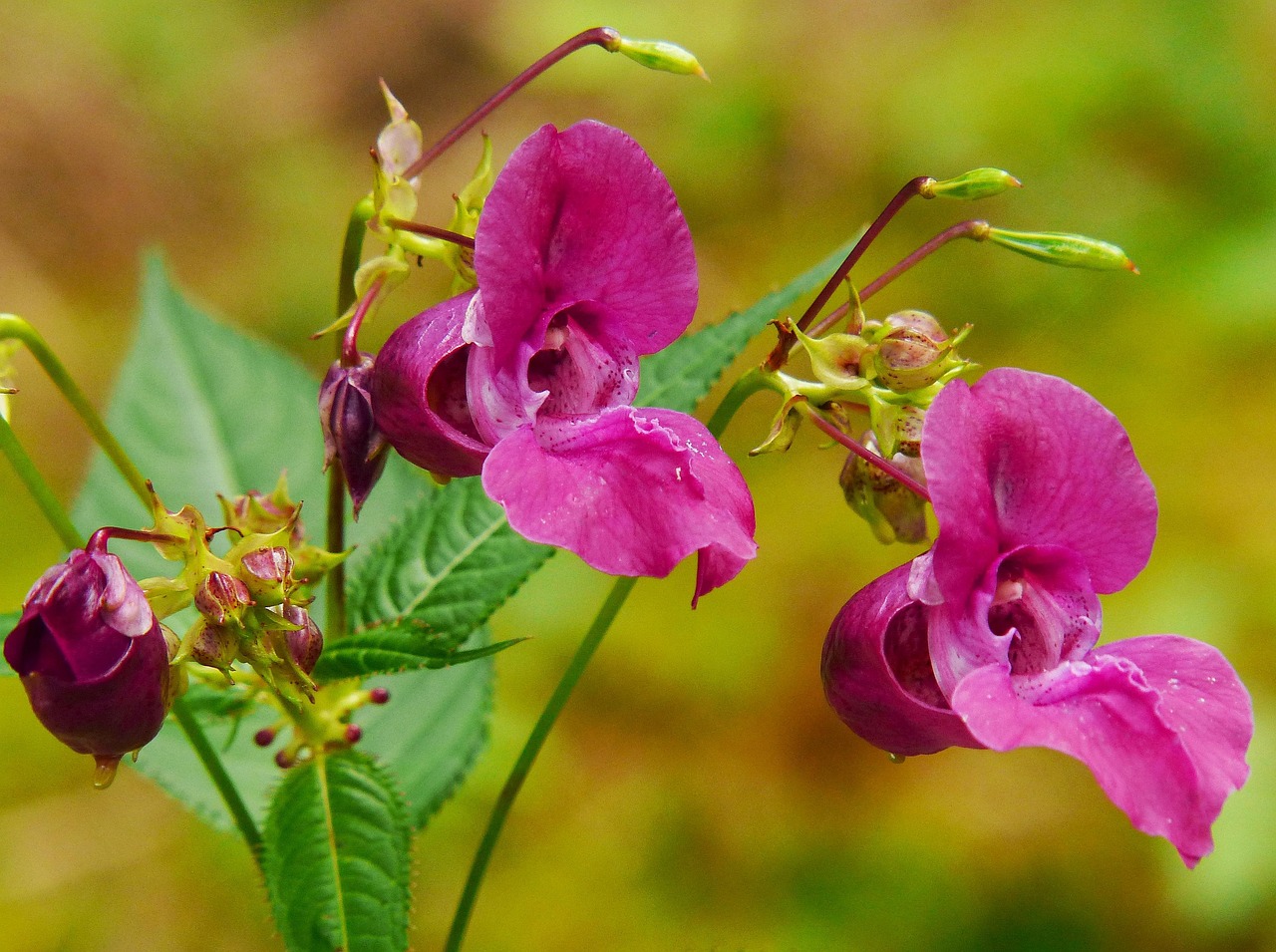 indian balsam  himalayan balsam  balms  wildflower  red balsam  pink  blossom  bloom  himalayan balsam  himalayan balsam  himalayan balsam  himalayan balsam  himalayan balsam