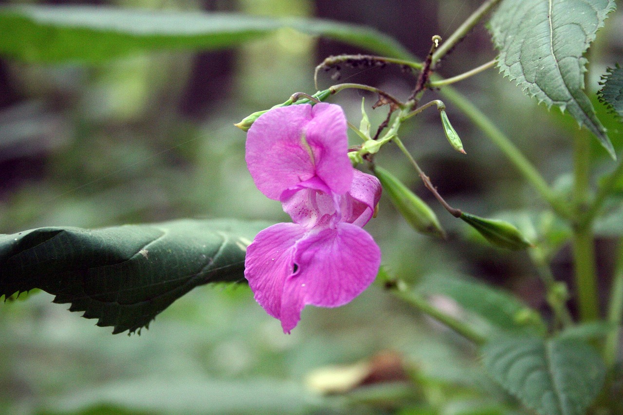 balsam pink indian balsam blossom bloom wildflower himalayan balsam red balsam close up impatiens glandulifera