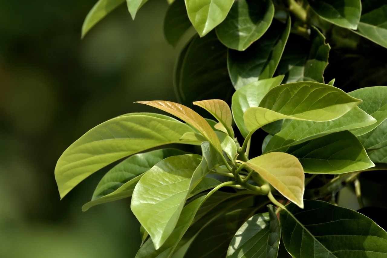 leaves green growth leaves plant flora tree botany growth nature green tree tree tree tree tree