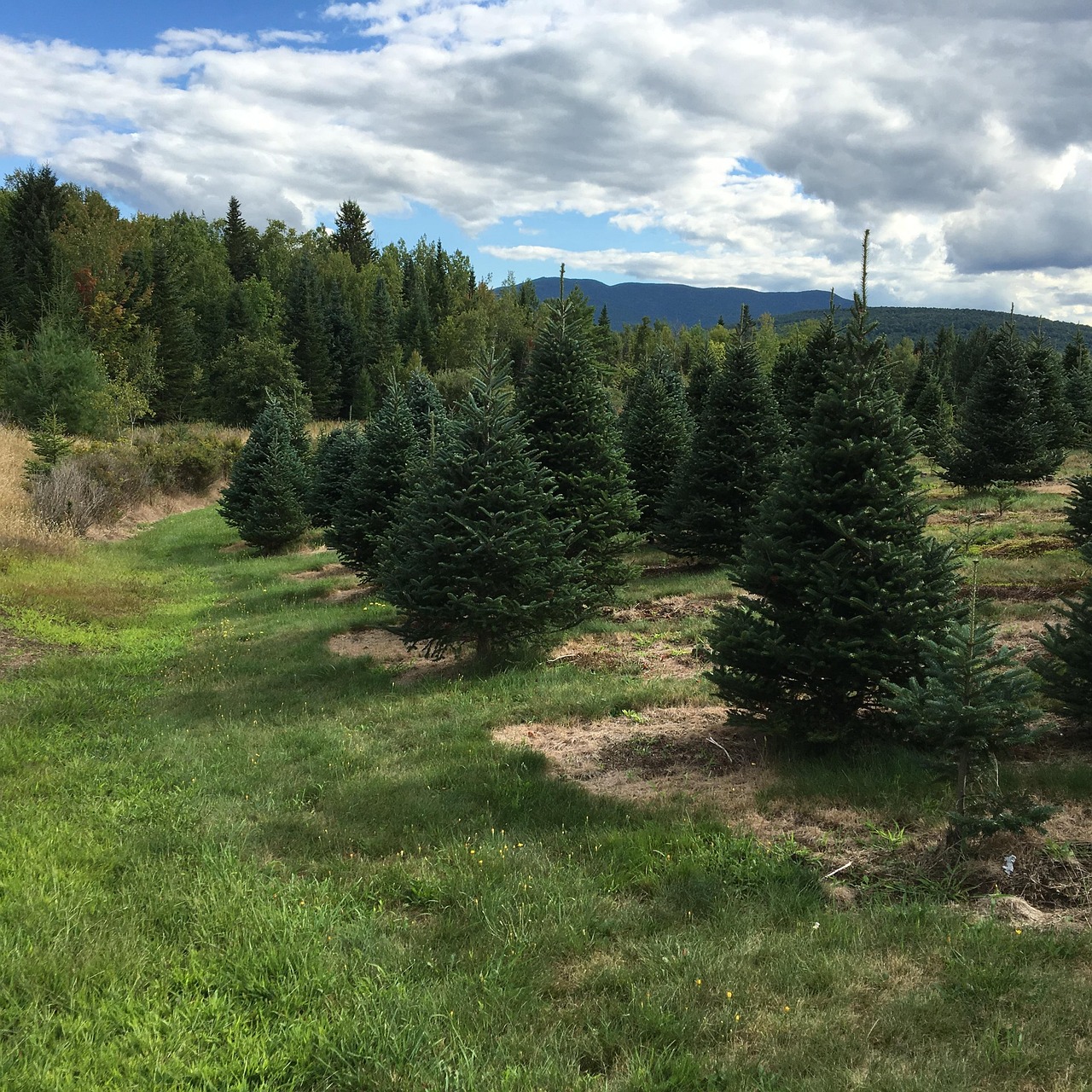 balsam fir trees agriculture nature
