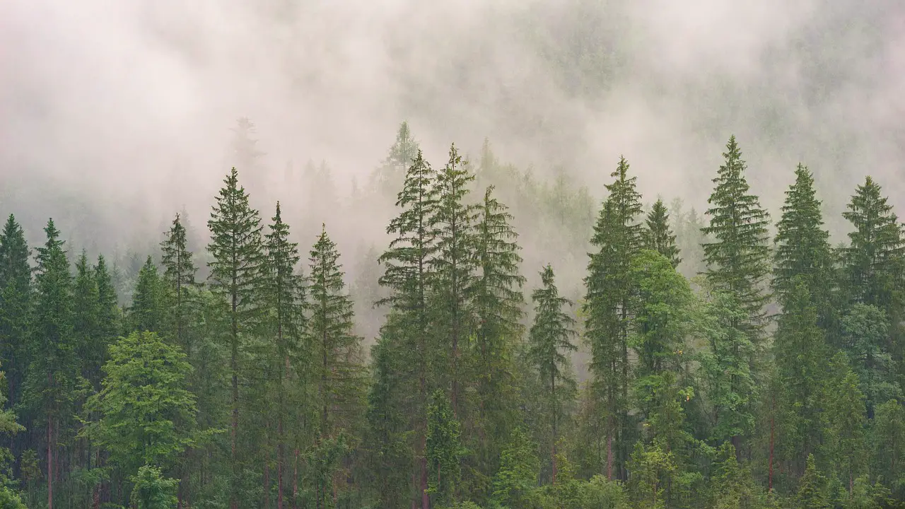 forest conifers coniferous forest fir forest wood nature trees evergreen landscape conifer fog jaw fir tree clouds forest forest forest forest forest wood wood wood wood