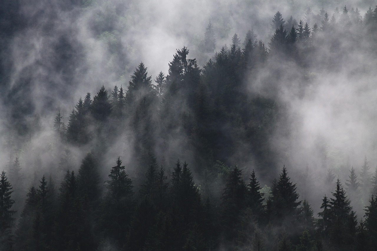 fir trees fog forest conifers coniferous conifer forest woods woodlands evergreen foggy hazy mist murky nature pine trees trees forest forest forest forest forest foggy mist mist pine trees trees