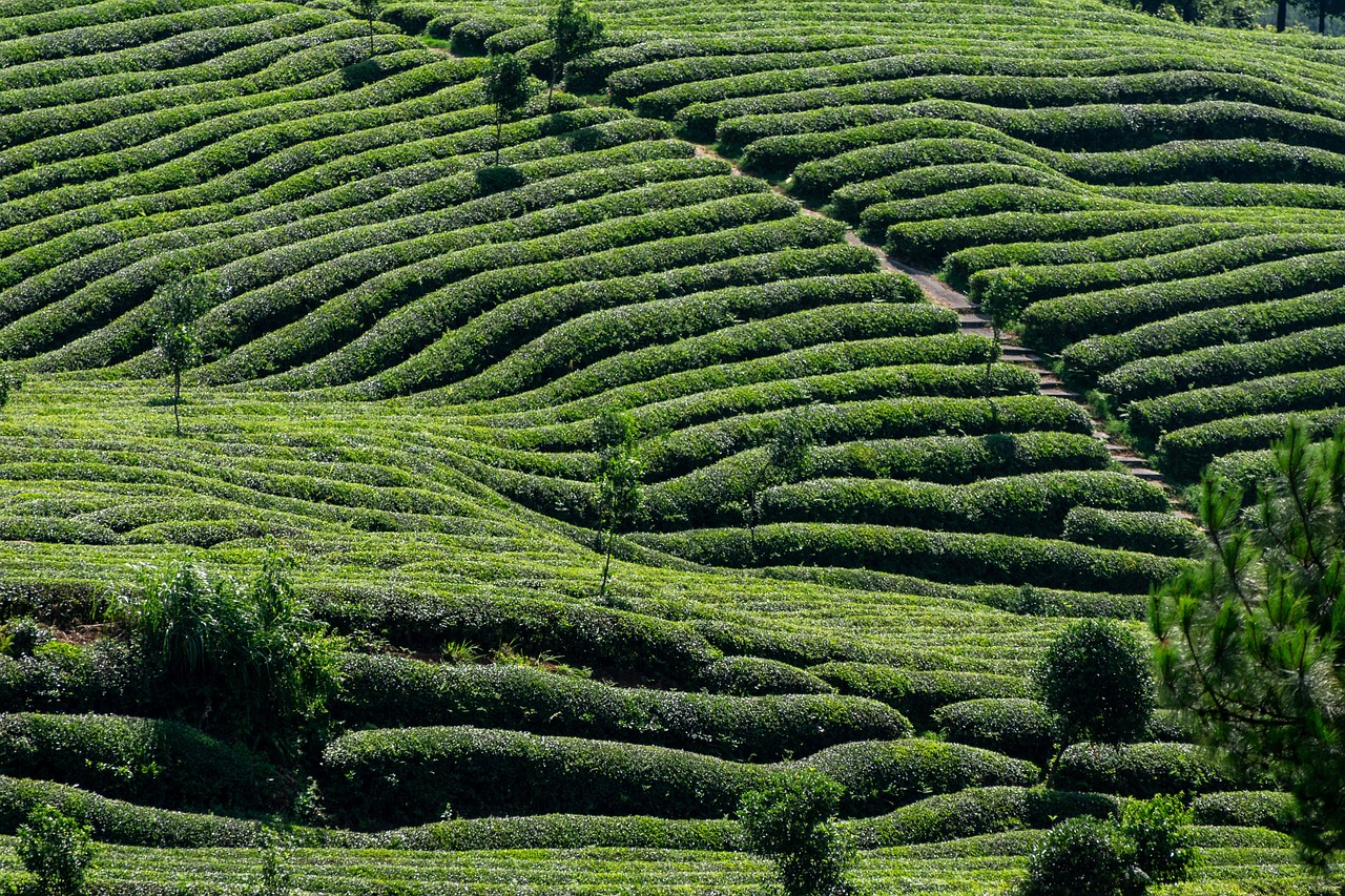 tea tea garden nature tea tree green agriculture farmland natural plant