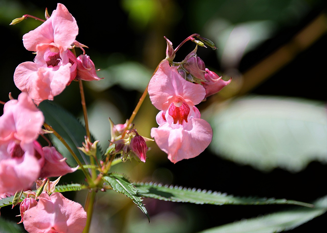 balsam ornamental plant balsamic plant indian balsam balsam balsam balsam balsam balsam
