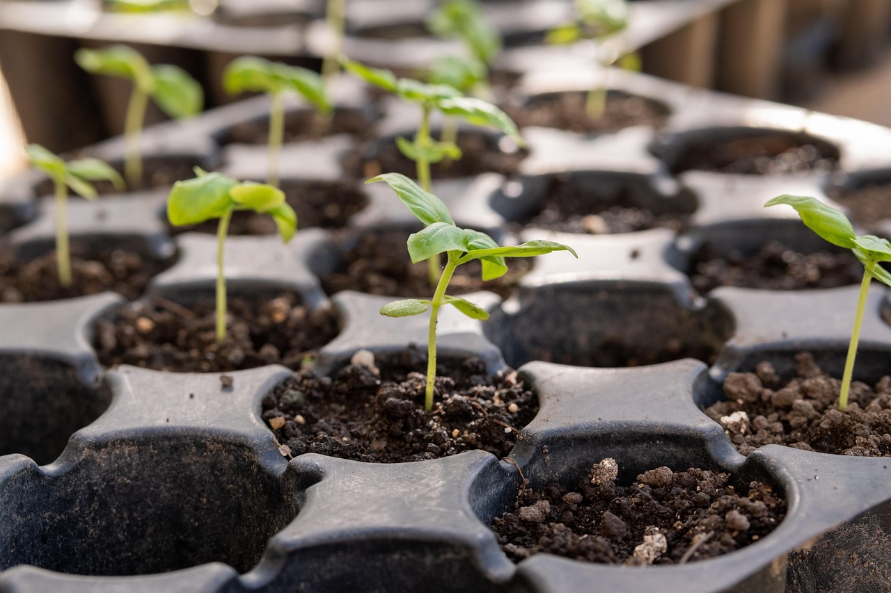 seedling seedling tray gardening seedling seedling seedling seedling seedling tray seedling tray seedling tray seedling tray seedling tray