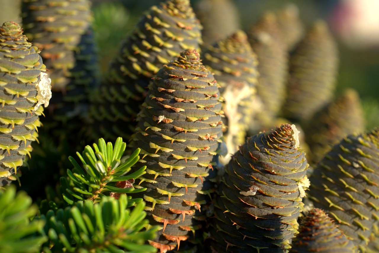 tree spruce cones pine cones pine tree conifer coniferous fir plant fir tree needles nature tannenzweig tree tree spruce spruce spruce spruce spruce cones pine cones pine cones pine cones pine cones pine tree pine tree conifer fir tree needles tannenzweig