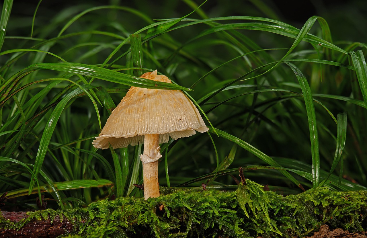 mushroom agaric fungal science forest wild mushroom nature moss close up forest floor mushroom mushroom mushroom mushroom mushroom forest nature