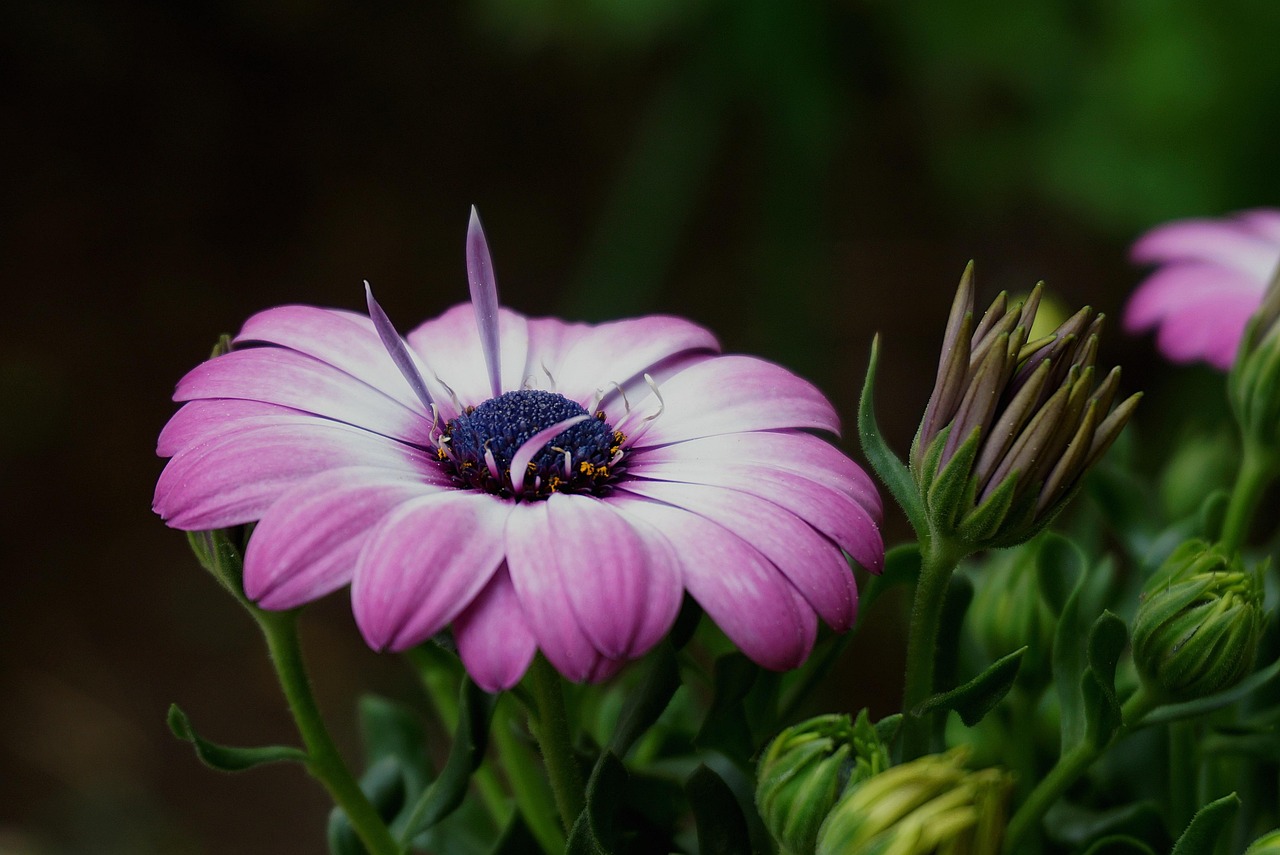 flowers daisies field beautiful flowers colorful daisy spring flowers bloom ornamental plants nature plants flora meadows garden colorful spring flower background blooming close up flowering flower wallpaper cereal african daisy