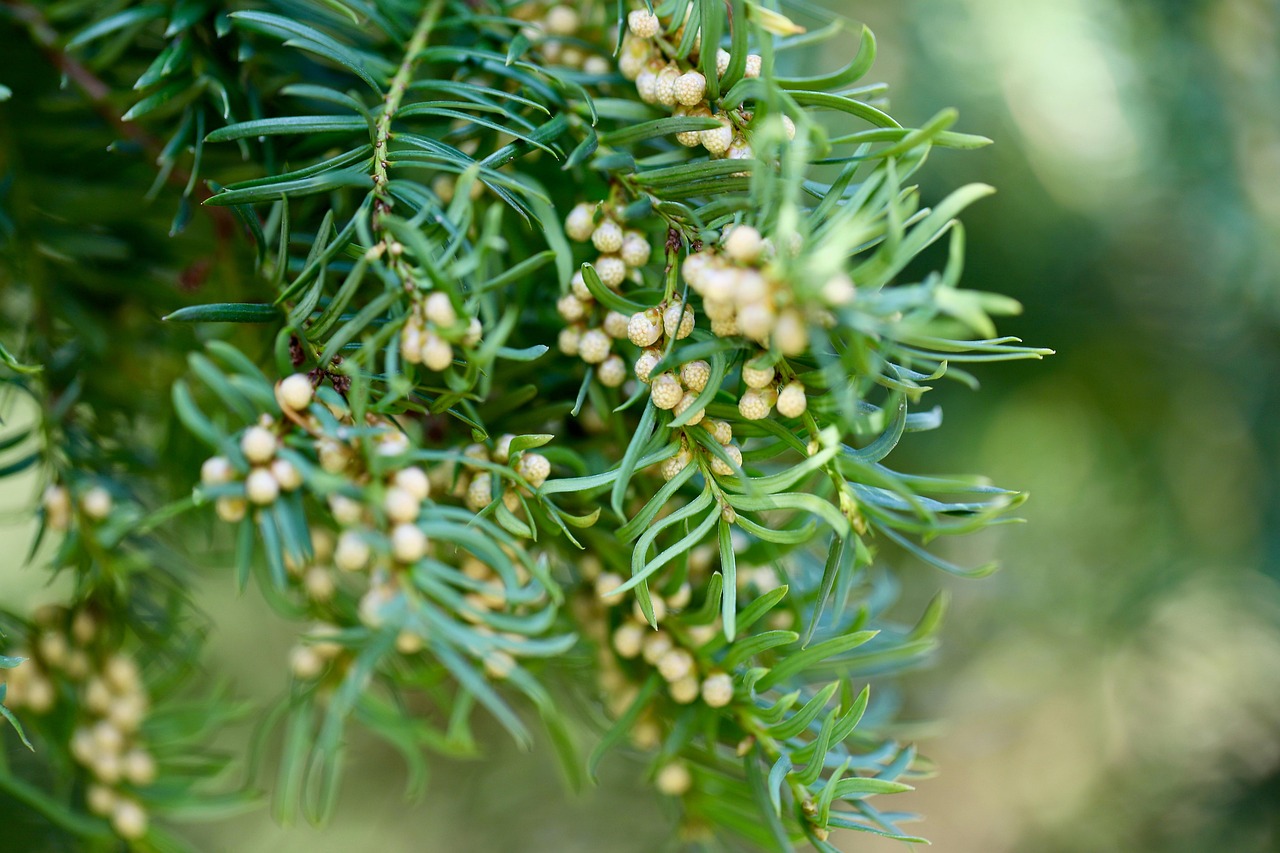 yew  english yew  taxus baccata  conifer  poisonous  tap  evergreen  seeds  nature  close up  green  bow tree  coniferous plants  green  green  green  green  green