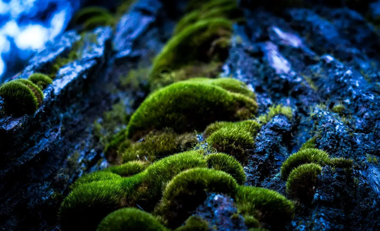 forrest  moss  mystical  tree trunk  wood  vegetation  green  tree bark  nature  forrest  forrest  forrest  forrest  forrest  moss  moss  moss