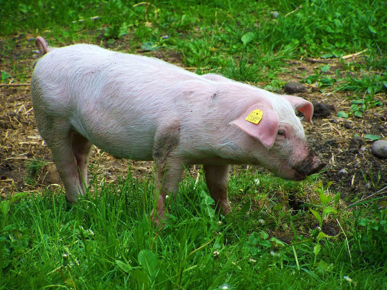 little pig benefit animal white pig
