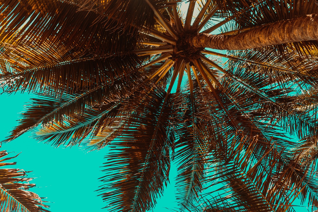 palm trees  tropical  summer  trees  nature  beach  summertime  palm trees  palm trees  tropical  tropical  summer  summer  summer  beach  beach  beach  beach  beach