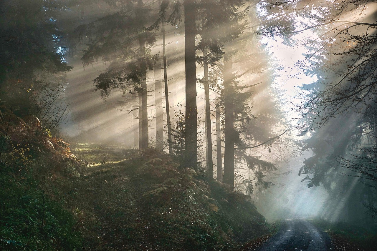 forest fog nature trees outdoors mystical forest forest forest forest forest mystical
