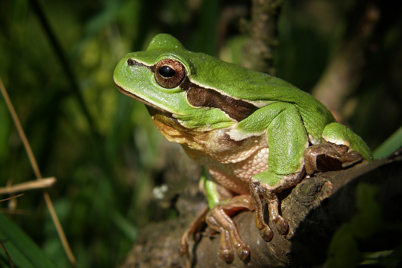tree frog  frog  tree  nature  amphibian  macro  green  animal  close up  fauna  animal world  frog  frog  frog  frog  frog