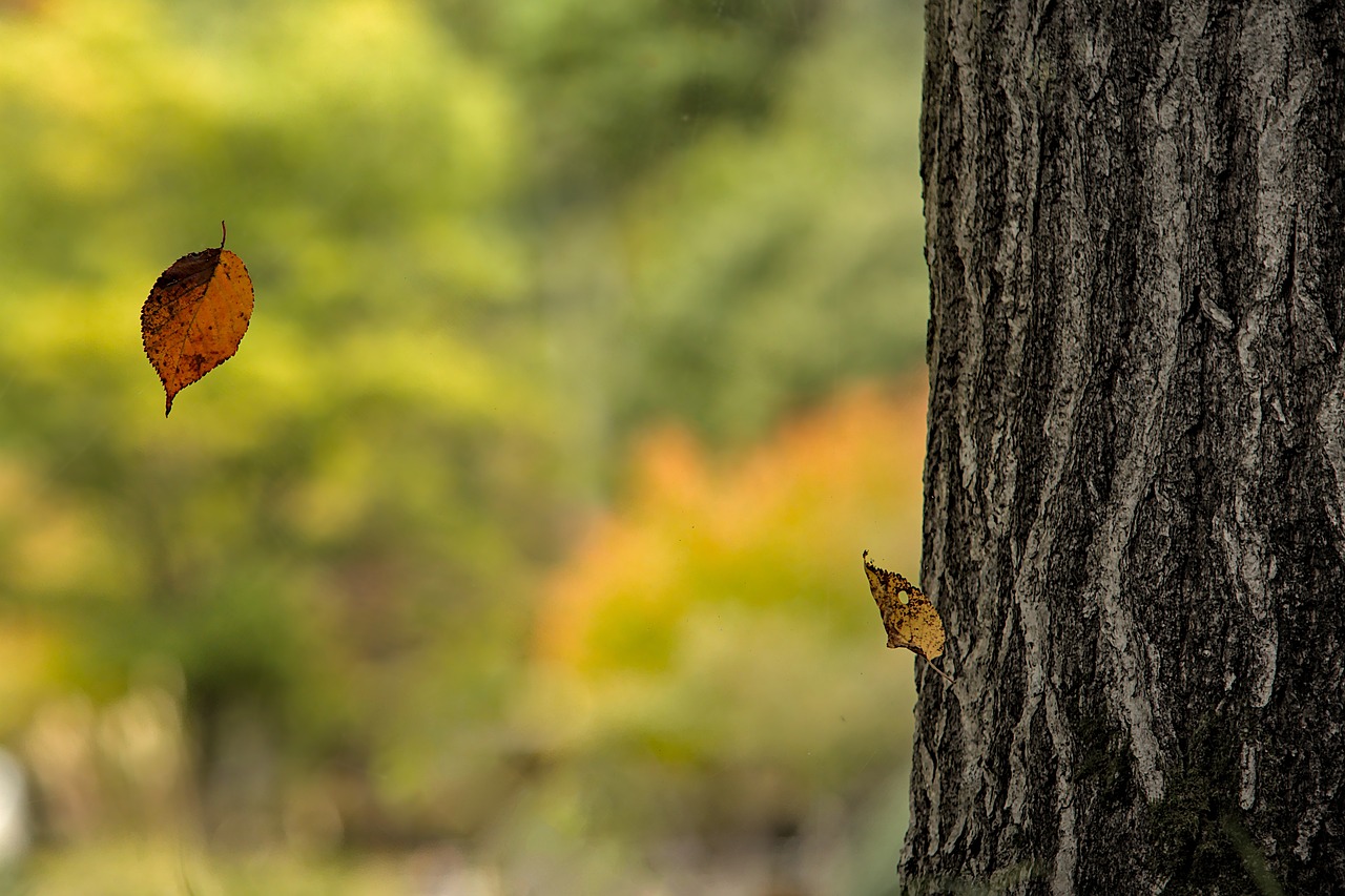 tree falling leaves tree trunk bark trunk tree bark falling leaves autumn leaves autumn colors fall leaves fall colors autumn season nature outdoors falling leaves falling leaves falling leaves falling leaves falling leaves
