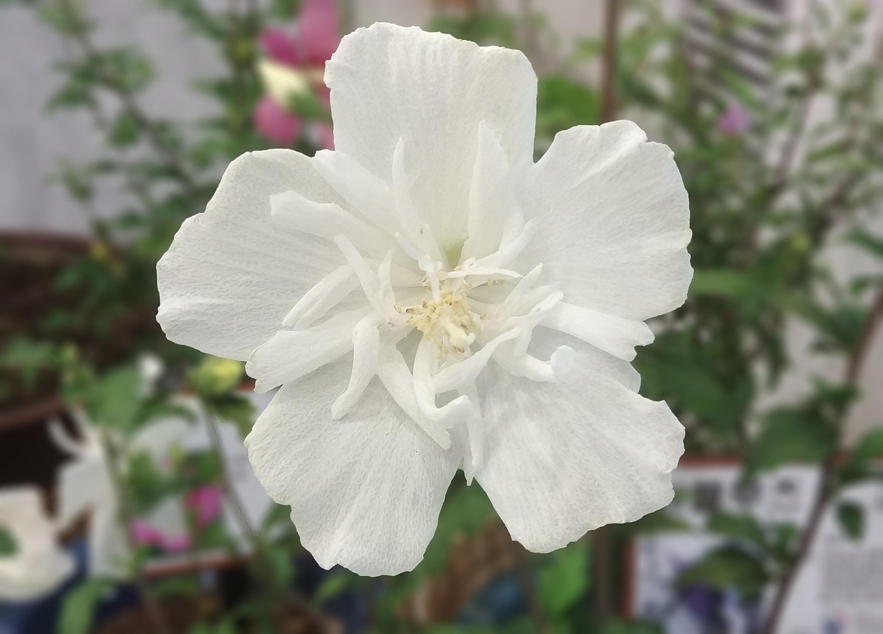 rose of sharon department established white mugunghwa korean chrysanthemum sejong city korea