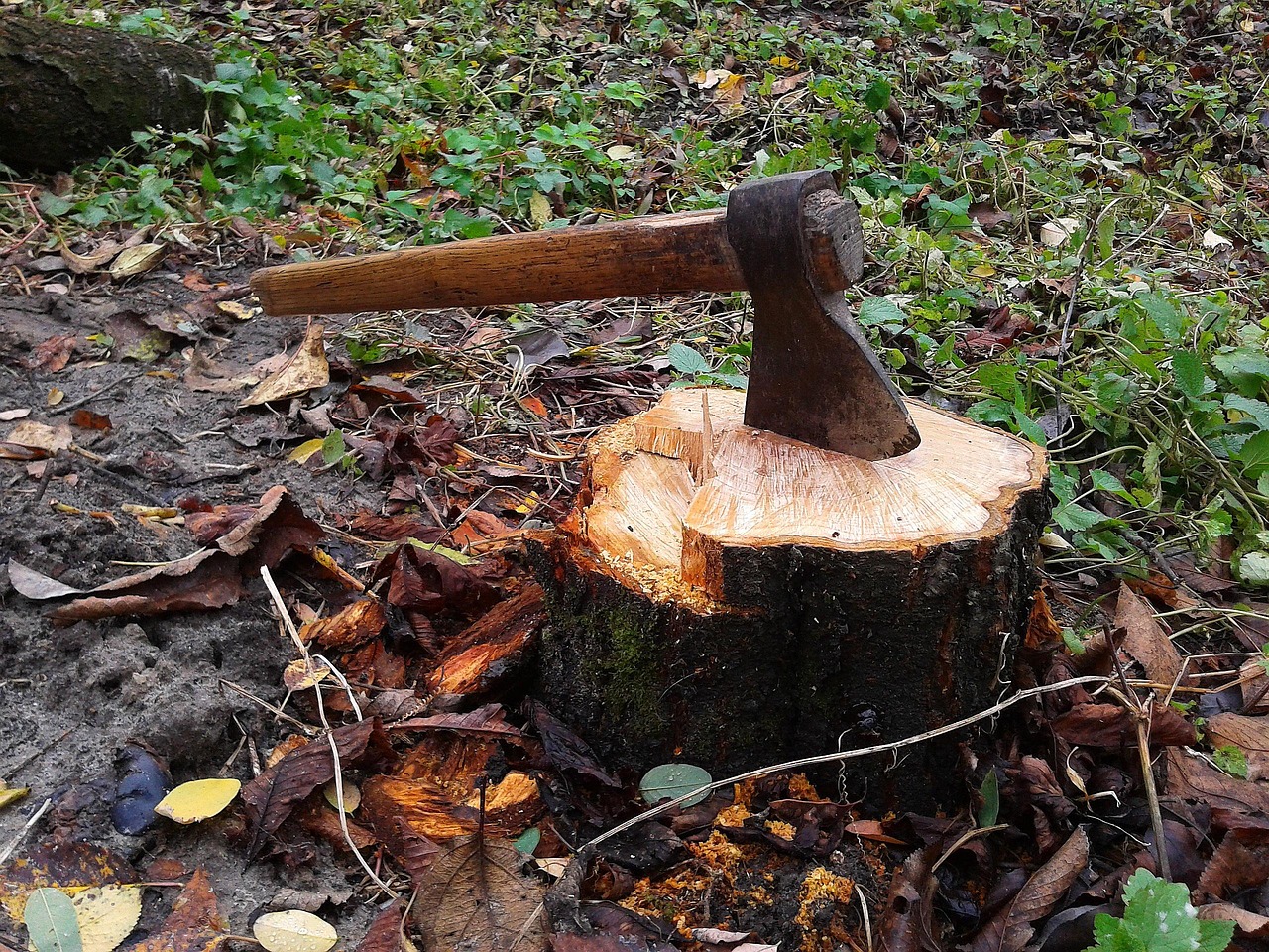 axe nature stump tree lumberjack