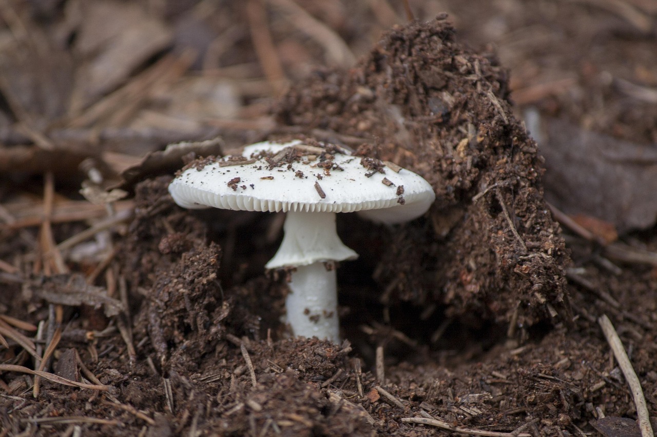 fungi poison tree nature dirt