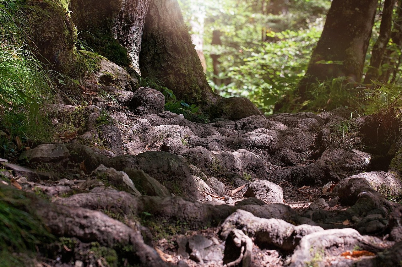 path  roots  forest  nature  close up  trail  ground  woods  woodlands  root path  forest path  nature trail  forest trail  nature path  roots  forest  ground  ground  ground  ground  ground
