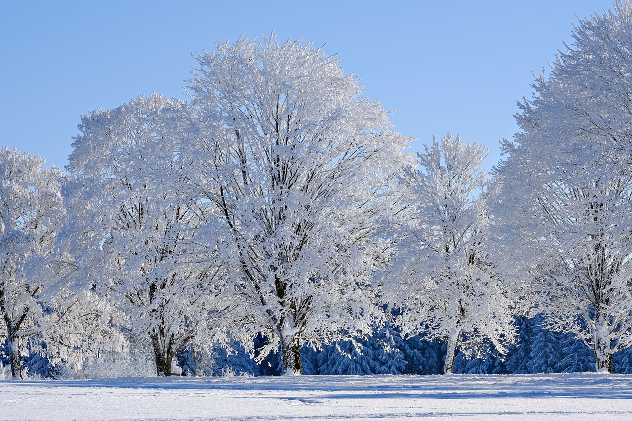 winter snow trees frost winter landscape nature covered in snow