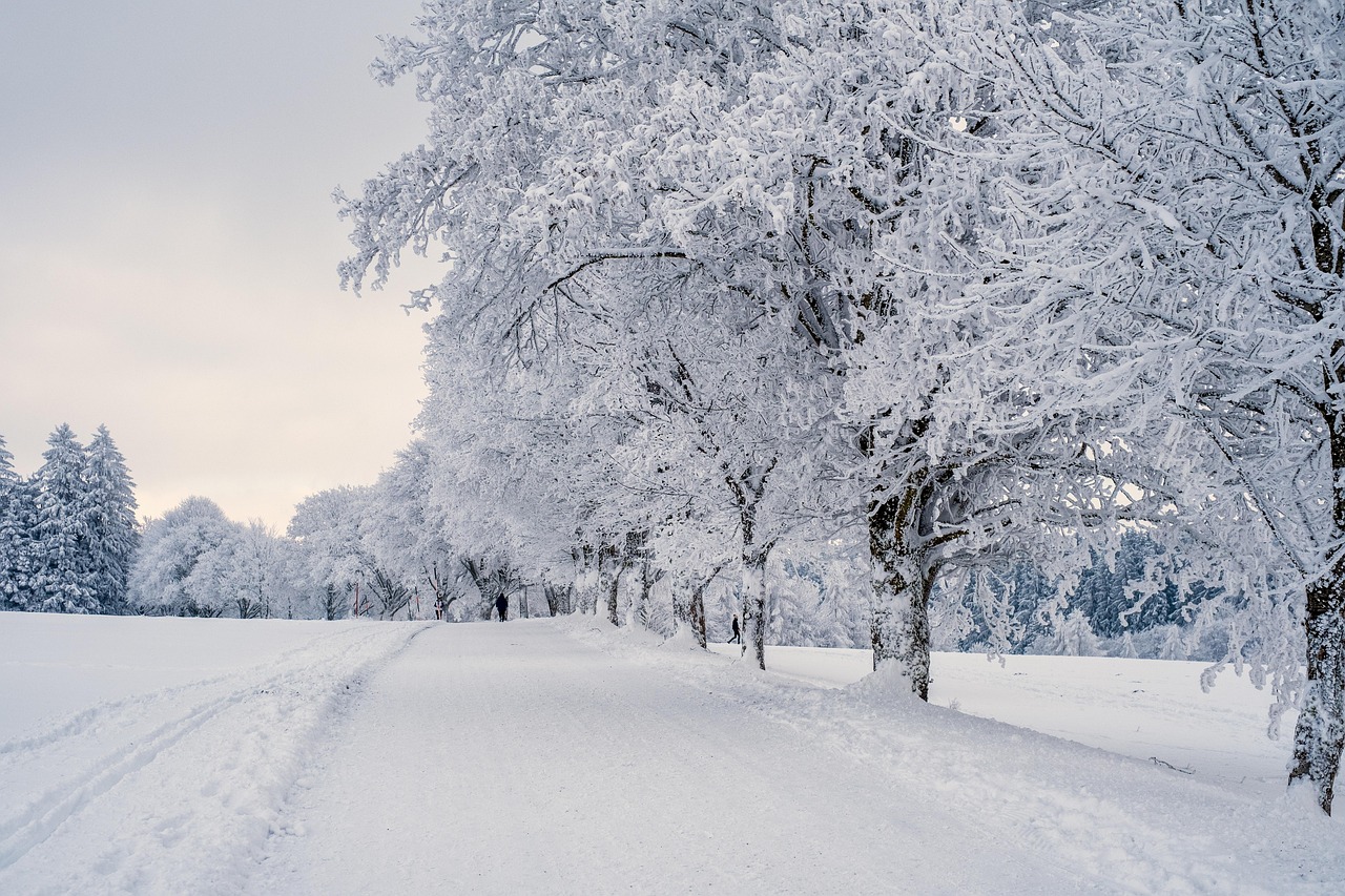 snow landscape trees winter landscape snow landscape cold covered in snow nature winter snow snow snow snow winter winter winter winter winter