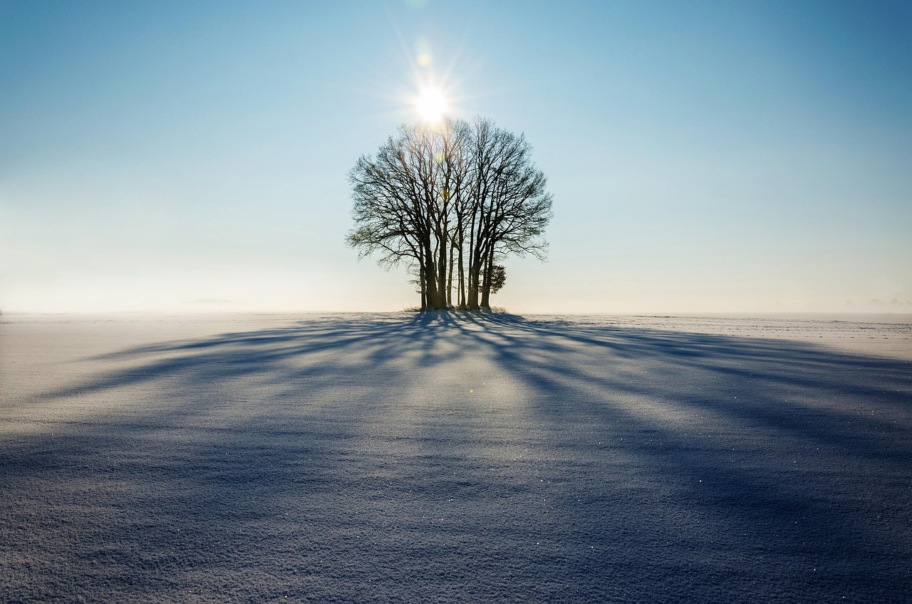 winter trees snow sunlight silhouettes shadows backlighting tree silhouettes bare trees snow field snow landscape field snowy wintry hoarfrost cold landscape lonely nature sunset day light