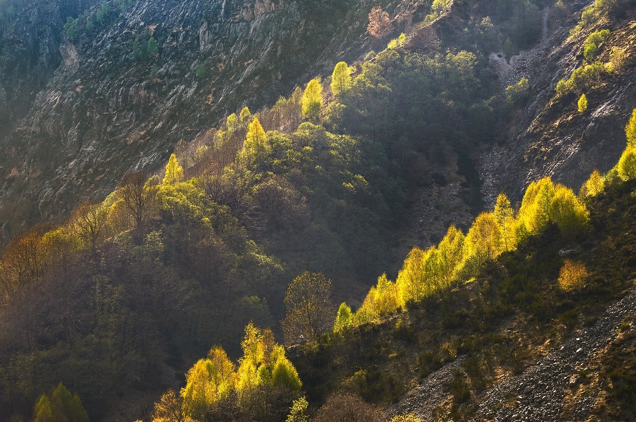 mountain nature trees forest slope autumn season