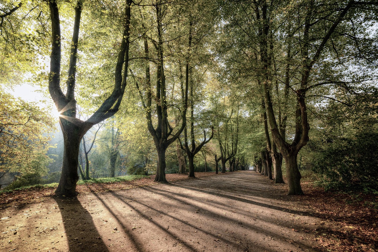 trees sunrise shadow nature landscape mood forest park avenue road shadow shadow shadow shadow shadow forest park park road