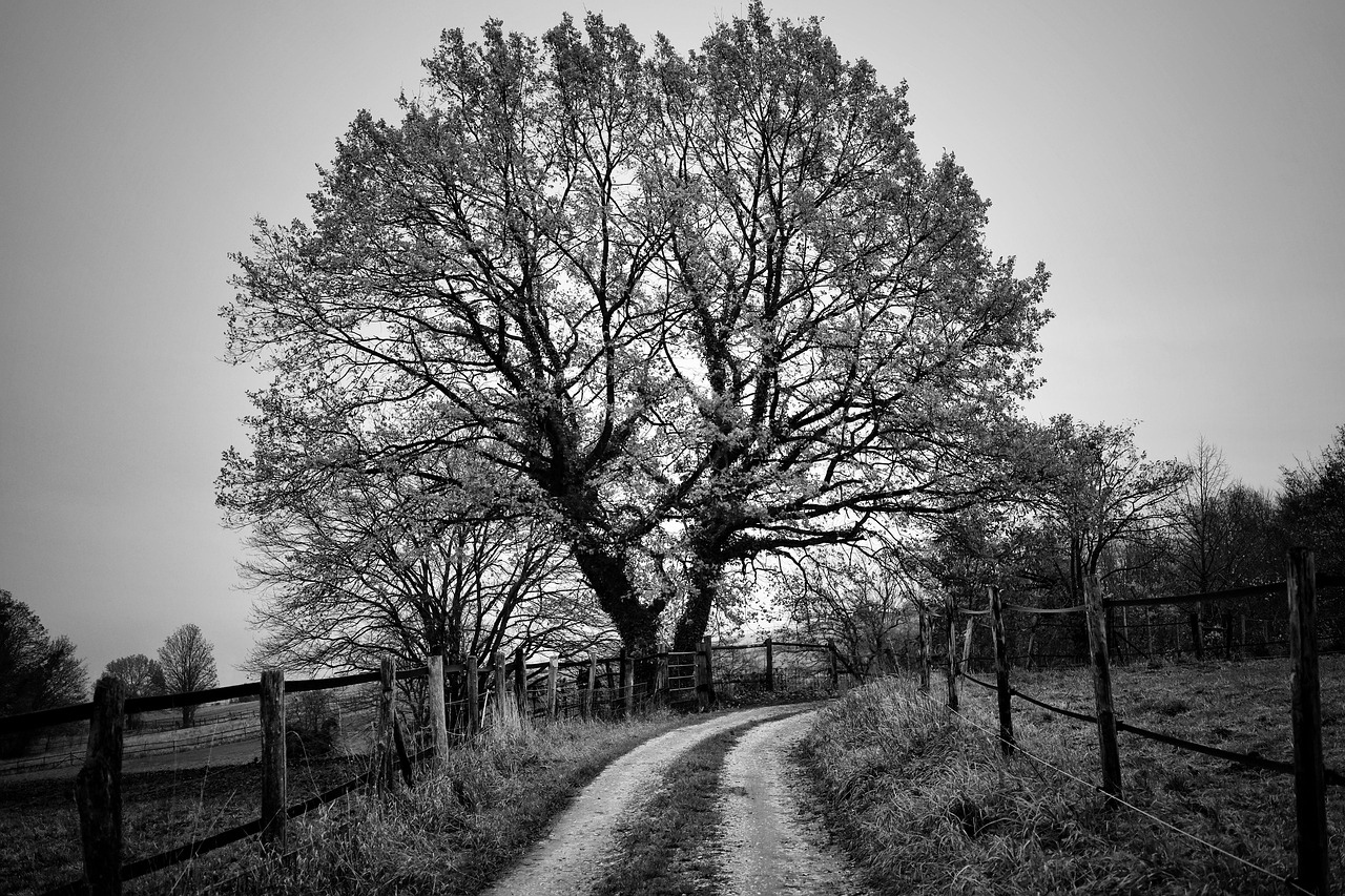 tree  deciduous tree  landscape  fall  nature  grasslands  graze  black and white  black and white  black and white  black and white  black and white  black and white