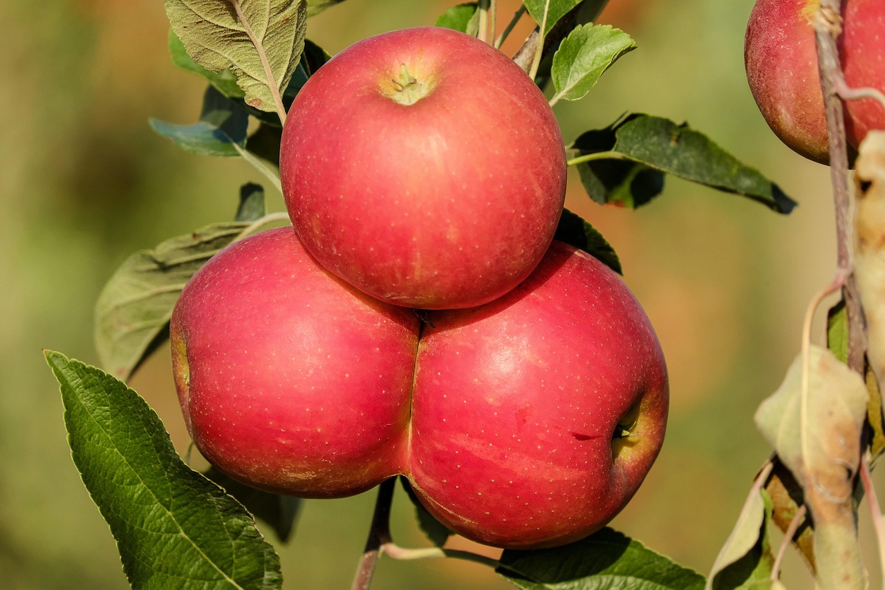 apples nature fruit red tree fall vitamins healthy