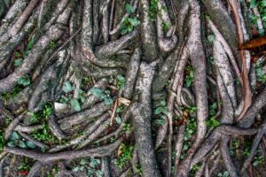 What Are the Unique Banyan Tree Meanings in Traditional Hindi Culture?