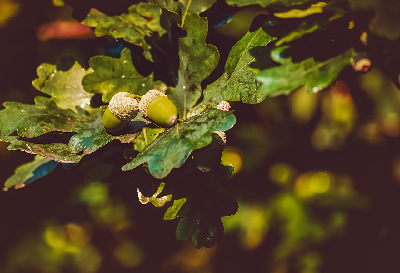 acorns  oak leaves  nature  branch  leaves  deciduous tree  oak leaves  oak leaves  oak leaves  oak leaves  oak leaves  nature