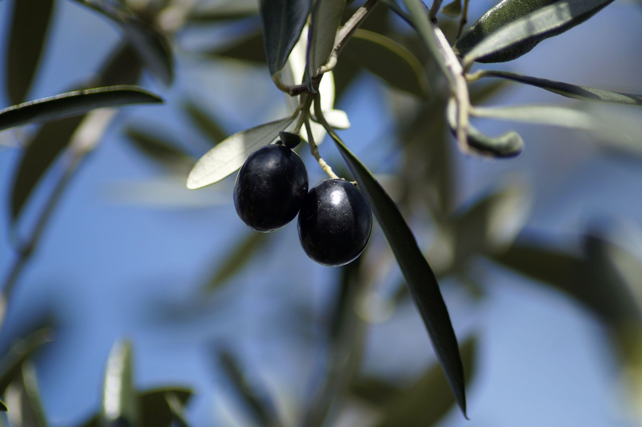 olives olive branch fruit olive tree plant growth olea europaea real olive tree branch nature tree green olive branch olive branch olive branch olive tree olive tree olive tree olive tree olive tree