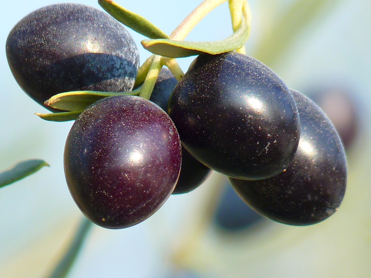 olives fruit olive tree oil fruit olive branch nature plant growth olives olives olives olives olives olive tree olive tree olive tree olive branch